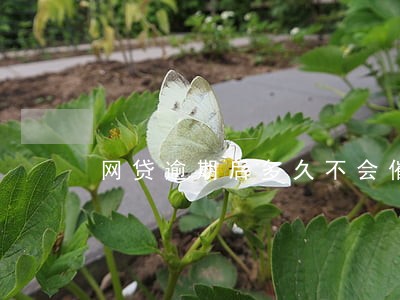 网贷逾期后多久不会催收 网贷逾期后多久不会催收