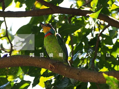 网贷逾期后多久可以办理信用卡 网贷逾期后多久可以办理信用卡