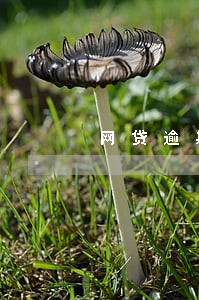 网贷逾期后多久恢复额度 网贷逾期后多久恢复额度
