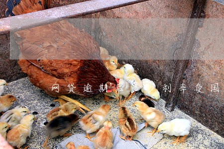 网贷逾期后多少利率受国家保护 网贷逾期后多少利率受国家保护