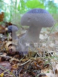网贷逾期后如何消除 网贷逾期后如何消除