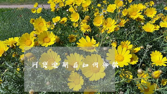网贷逾期后如何补救 网贷逾期后如何补救