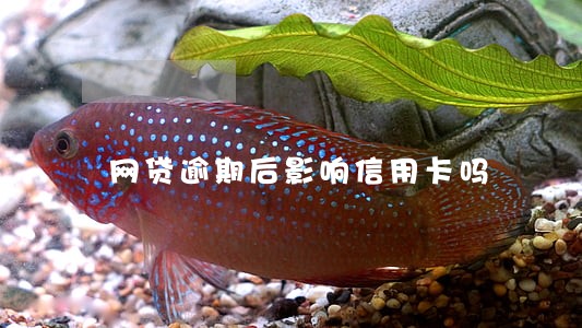 网贷逾期后影响信用卡吗