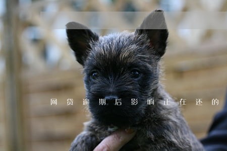 网贷逾期后影响正在还的房贷 网贷逾期后影响正在还的房贷