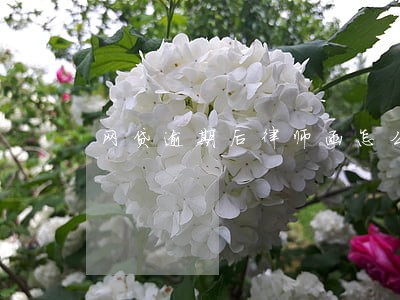 网贷逾期后律师函怎么处理 网贷逾期后律师函怎么处理