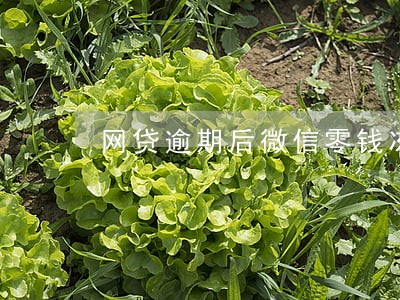 网贷逾期后微信零钱冻结 网贷逾期后微信零钱冻结