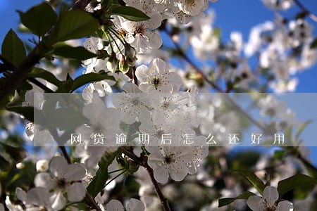 网贷逾期后怎么还好用 网贷逾期后怎么还好用