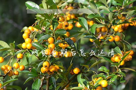 网贷逾期后怎么还清 网贷逾期后怎么还清