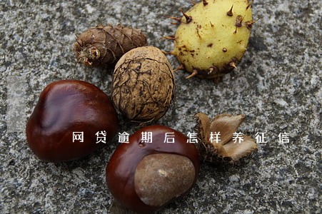 网贷逾期后怎样养征信 网贷逾期后怎样养征信