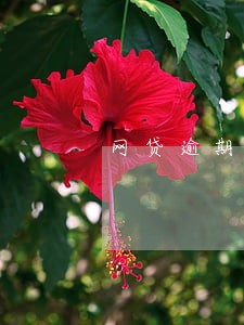 网贷逾期后怎样只还本金 网贷逾期后怎样只还本金