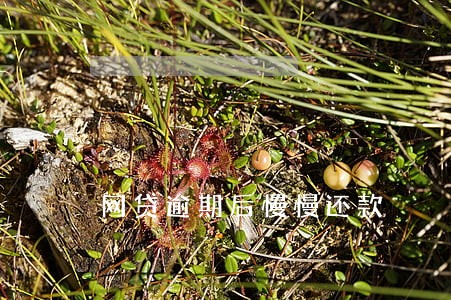 网贷逾期后慢慢还款 网贷逾期后慢慢还款