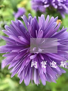 网贷逾期后我怎么办 网贷逾期后我怎么办