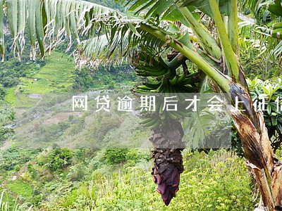 网贷逾期后才会上征信报告吗 网贷逾期后才会上征信报告吗