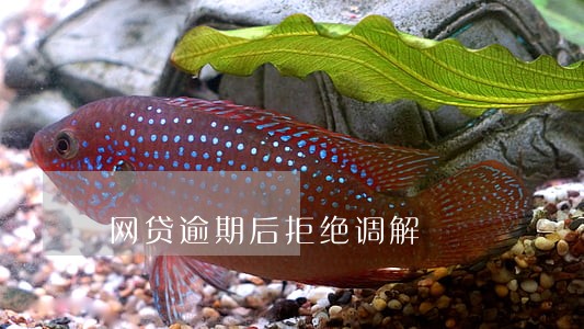 网贷逾期后拒绝调解 网贷逾期后拒绝调解