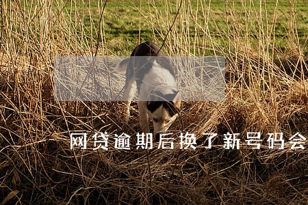 网贷逾期后换了新号码会被起诉嘛 网贷逾期后换了新号码会被起诉嘛