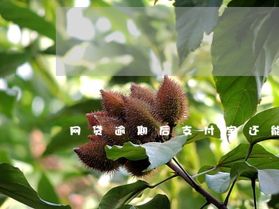 网贷逾期后支付宝还能用吗 网贷逾期后支付宝还能用吗