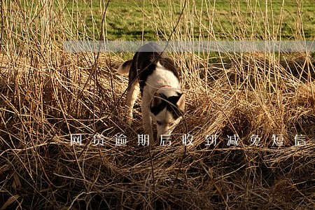 网贷逾期后收到减免短信 网贷逾期后收到减免短信