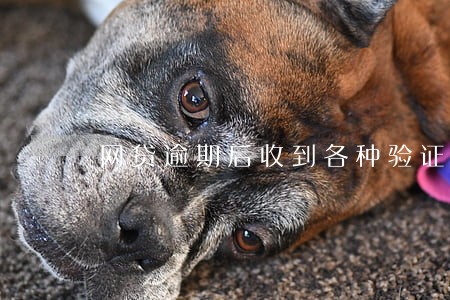 网贷逾期后收到各种验证码 网贷逾期后收到各种验证码