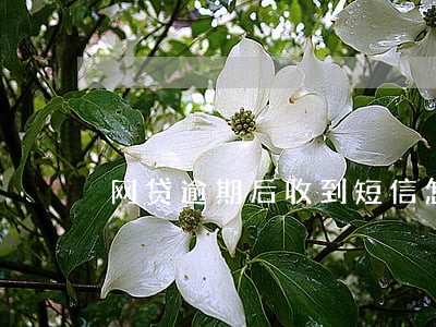 网贷逾期后收到短信怎么办 网贷逾期后收到短信怎么办