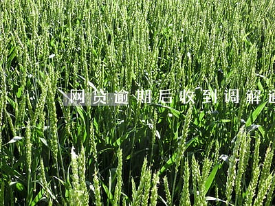 网贷逾期后收到调解通知电话 网贷逾期后收到调解通知电话