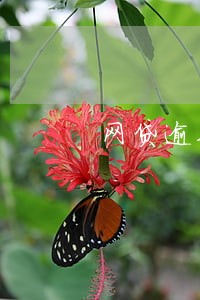 网贷逾期后无力偿还怎么处理 网贷逾期后无力偿还怎么处理
