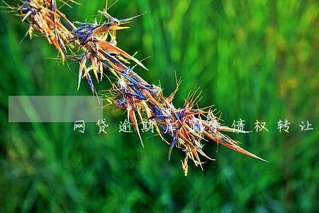网贷逾期后显示债权转让 网贷逾期后显示债权转让