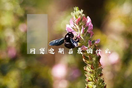网贷逾期后最怕什么 网贷逾期后最怕什么