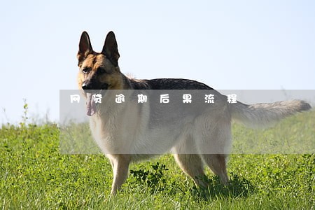 网贷逾期后果流程 网贷逾期后果流程
