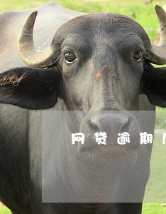 网贷逾期后果采取什么措施 网贷逾期后果采取什么措施