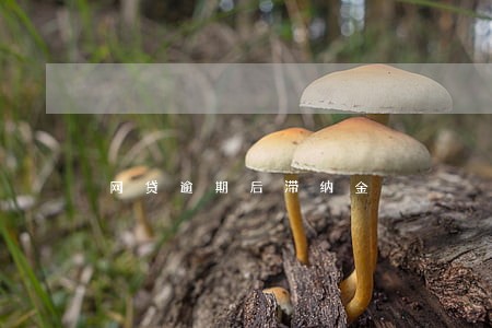 网贷逾期后滞纳金 网贷逾期后滞纳金