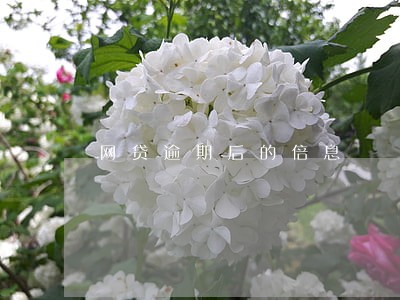 网贷逾期后的倍息 网贷逾期后的倍息