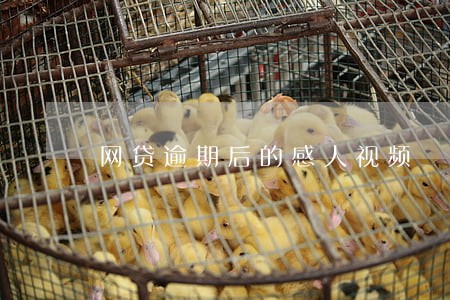 网贷逾期后的感人视频 网贷逾期后的感人视频