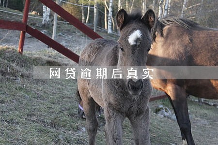 网贷逾期后真实