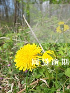 网贷逾期后短信要上门吗 网贷逾期后短信要上门吗