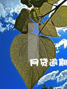 网贷逾期后短信验证码登录 网贷逾期后短信验证码登录