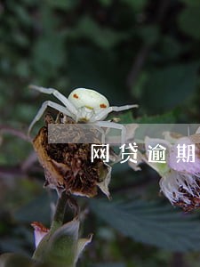 网贷逾期后能分期买车吗 网贷逾期后能分期买车吗