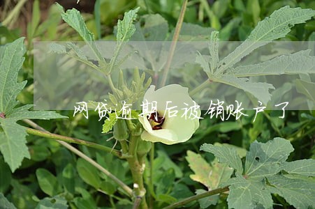 网贷逾期后被销账户了 网贷逾期后被销账户了