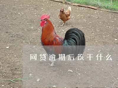 网贷逾期后该干什么 网贷逾期后该干什么