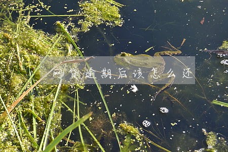 网贷逾期后该怎么还 网贷逾期后该怎么还
