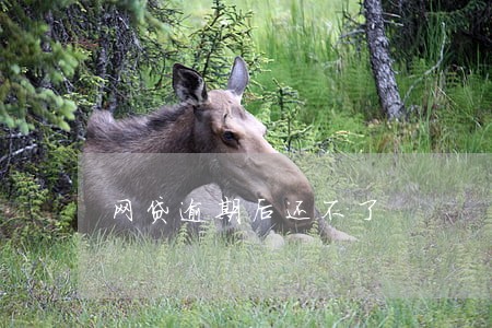 网贷逾期后还不了 网贷逾期后还不了