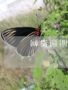 网贷逾期后还会打电话吗 网贷逾期后还会打电话吗