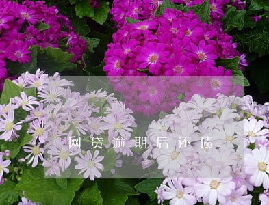 网贷逾期后还债