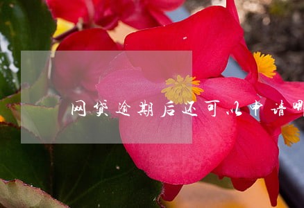 网贷逾期后还可以申请哪些网贷 网贷逾期后还可以申请哪些网贷