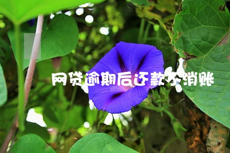 网贷逾期后还款不消账 网贷逾期后还款不消账