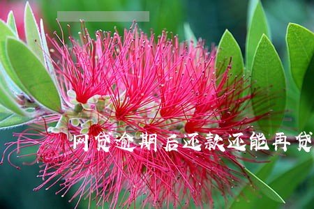 网贷逾期后还款还能再贷款 网贷逾期后还款还能再贷款
