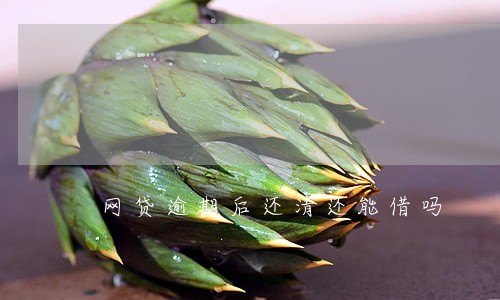 网贷逾期后还清还能借吗 网贷逾期后还清还能借吗