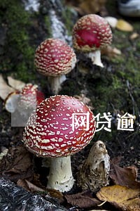 网贷逾期后还能买房 网贷逾期后还能买房