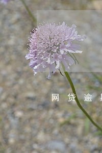 网贷逾期后还能再申请吗