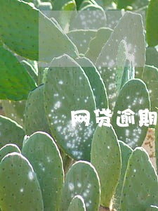 网贷逾期后还能分期吗 网贷逾期后还能分期吗