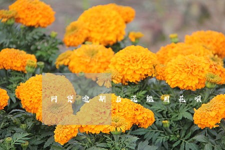 网贷逾期后还能用花呗 网贷逾期后还能用花呗